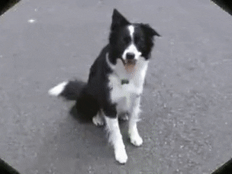 O gif mostra um cachorro border collie brincando com seu dono.